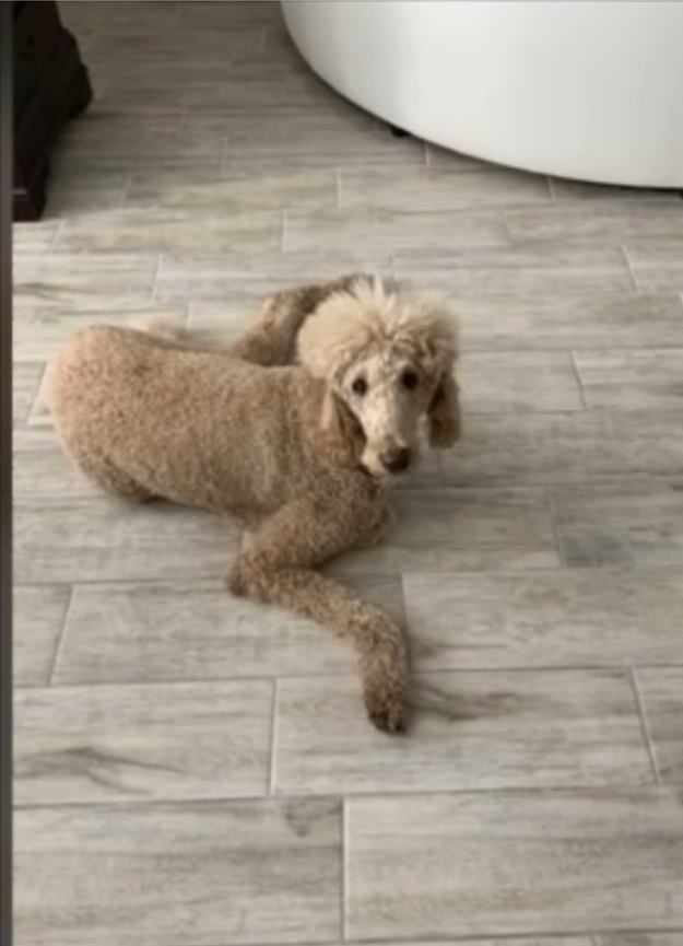 Wong — the dog who helped inspire askKynos